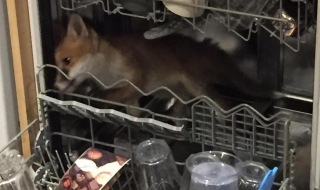 Една лисица в заклещено положение ... в съдомиялна (видео)