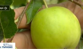 Най-скъпата ябълка в света расте в Пловдивско