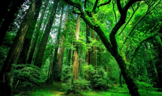 1/5 от растителните видове са застрашени от изчезване