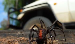 Защо паяците обичат да се возят в колите ни?