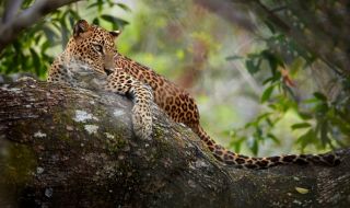Леопард избяга от зоопарк през дупка в оградата (ВИДЕО)