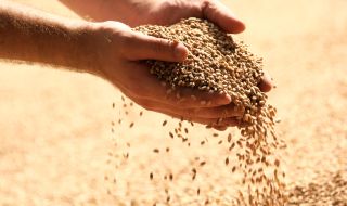 Полша иска да запази забраната за внос на украинско зърно до края на 2023 г. 