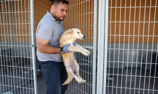 Ще ги избиват? Плановете на Турция за бездомните кучета