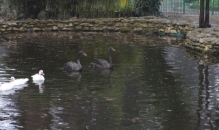 Черни лебеди са най-новата атракция в зоопарка във Варна