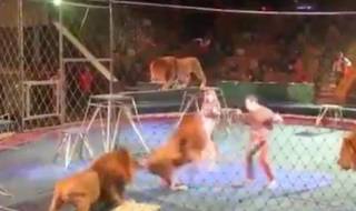 Лъвове брутално се нахвърлиха върху дресьора си (ВИДЕО)