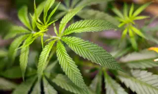От 1 април марихуаната в Германия ще бъде легализирана