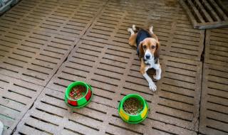 Турците забраняват продажбата на кучета в зоомагазини
