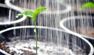 Притча: Когато само доброто не е достатъчно