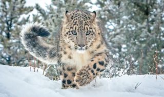 В подножието на Еверест има над 100 снежни леопарда
