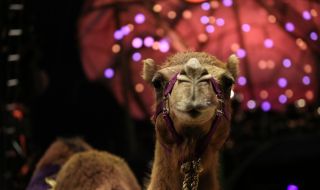 Уникална операция на циркова камила извършиха ветеринари от Тракийския университет