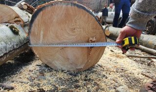 Криза в дървопреработващия сектор: Заводи  спират работа заради високите цени на дървесината