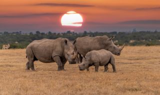 Продават на търг най-големия резерват за носорози в света