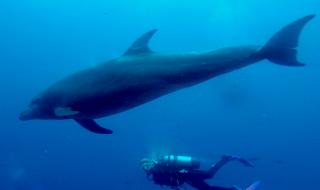 Украинските бойни делфини не се предали пред Русия