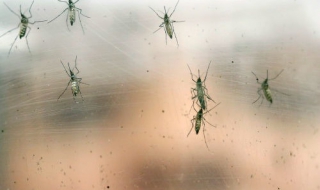 Гугъл дава 1 милион за борба със Зика