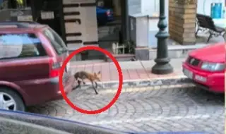 Invasion of foxes in the capital 