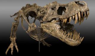 Мощните челюсти на Тиранозавър Рекс имали силата на 3 коли