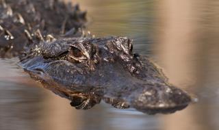 Чудовищен алигатор донесе рекорд на американски ловец (ВИДЕО)