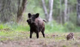 Диво прасе излезе пред кола, 20-годишен е с опасност за живота