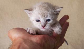 Притча: Как се измъкна котката?