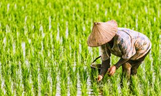 Китай създаде нов ориз, който може да сложи край на глада