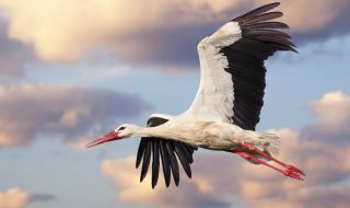 Първият щъркел пристигна в България