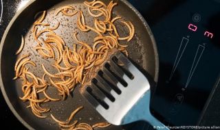 Вече и на европейската трапеза: брашнени червеи