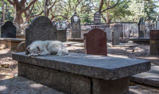 Вярно куче 3 години не се откъсва от гроба на стопанина си