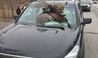 Пуйка камикадзе "атакува" джип