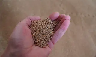 Леко поскъпнаха зърнените култури през последните дни, показват данните на Софийската стокова борса