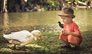 Какво е общото между гъските и хората