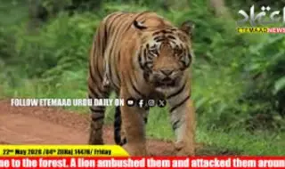 Tiger kills four women in central India 