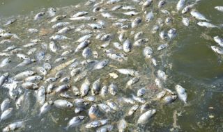 Фекални води и мъртва риба в Камчия