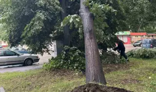 Буря събори две дървета в Пазарджик