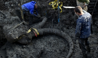 Фермер откри останки на мамут в Мичиган