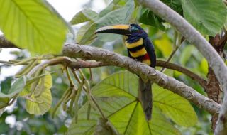 Защо птиците в Амазония мутират?