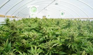 Концесионер направил плантация от марихуана край язовира си