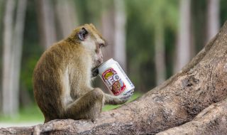 Маймуна алкохоличка тормози град в Индия
