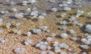 Стотици медузи напълниха Черно море (ВИДЕО)