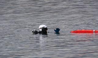 Водолаз откри удавените в река Осъм две момчета