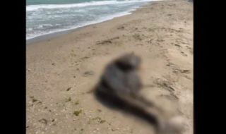 Още един делфин стана жертва на рибари, тялото му е изхвърлено на плаж в района на Дуранкулак