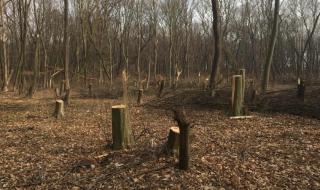 Разкриха престъпна група за незаконна сеч и продажба на дървесина