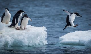 Разпадна се огромният айсберг, застрашавал остров с пингвини 
