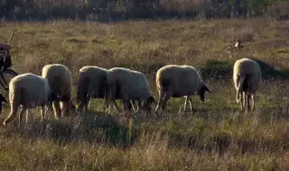 Животновъди за компенсациите на ток: Животновъдството ще изчезне, ако цената на тока се увеличи с 30%