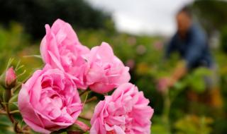 Над 40% от реколтата от розов цвят тази година ще остане несъбрана