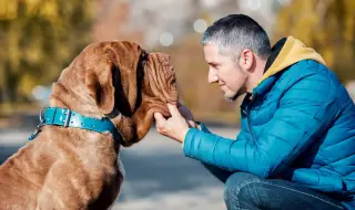 Кинолог посочи трите най-подходящи породи кучета за заети стопани