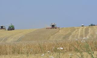 Суша мори посевите в житницата на България