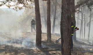 Пожарникари призоваха за законови мерки срещу нелегалната сеч