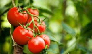 До 1 септември производители на плодове и зеленчуци кандидатстват за финансиране 