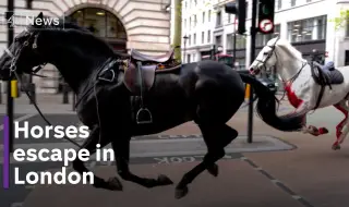 Cavalry horses run away again in central London 