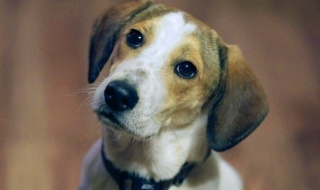 Кучетата помнят какво правим